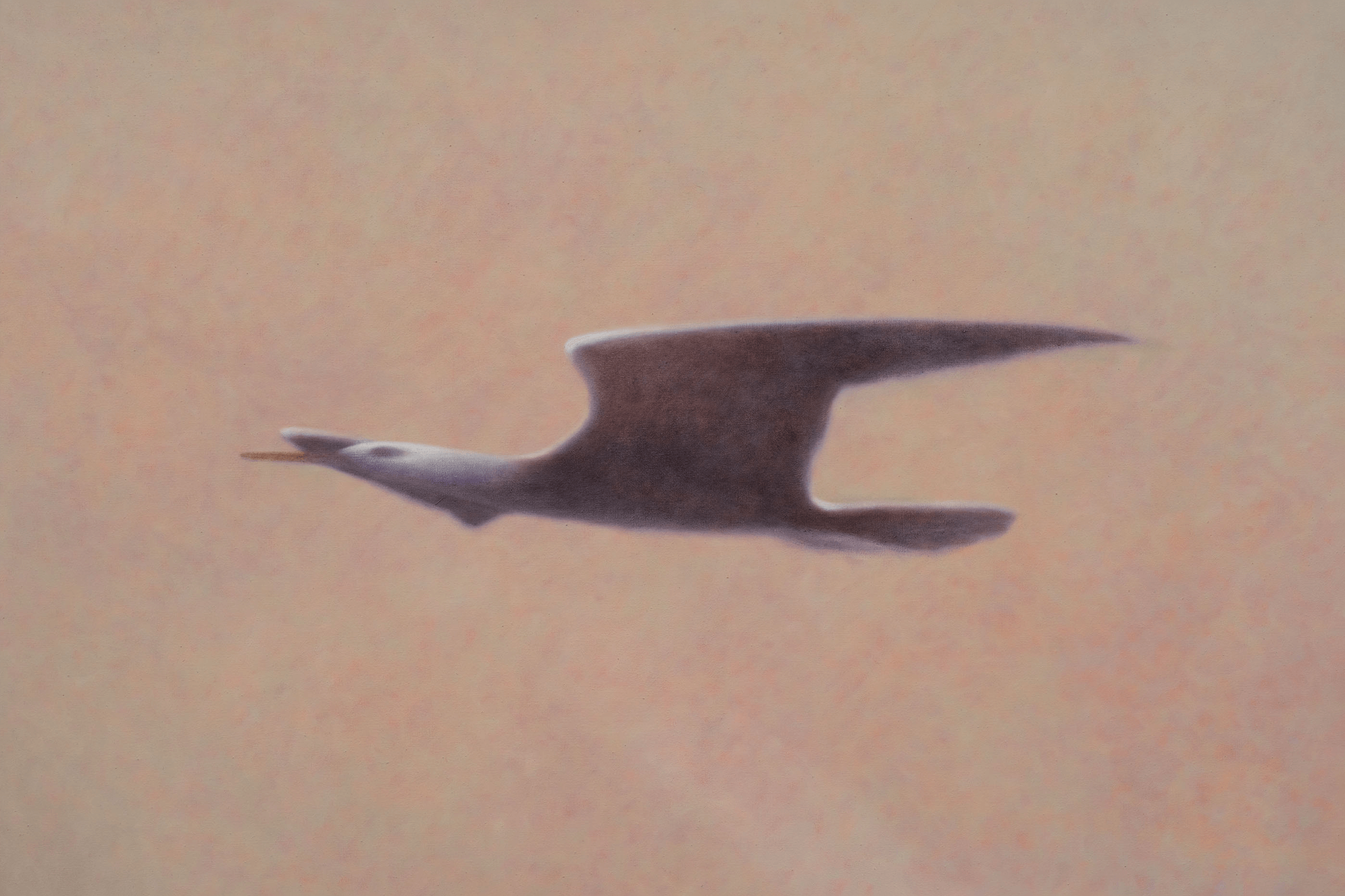 Miyamura, morning gull in gentle ascent, 2024 (IM 24.005) 4